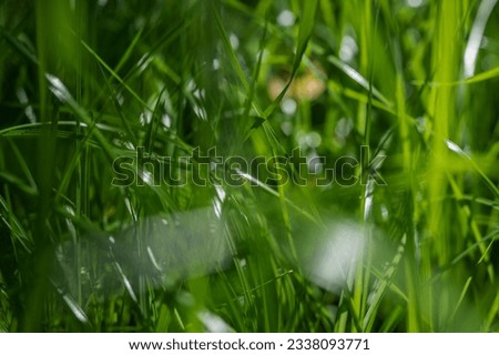 blurred background image, green grass close up, morning sunrise in the grass