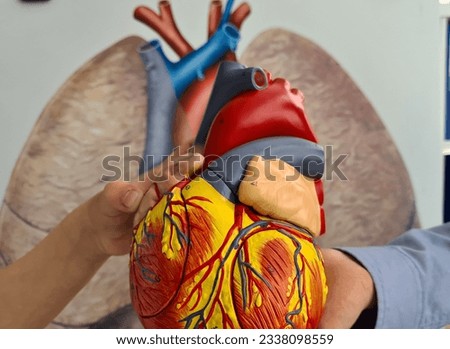 Human heart anatomical medical model in children hands. Cardiovascular diseases in children Royalty-Free Stock Photo #2338098559