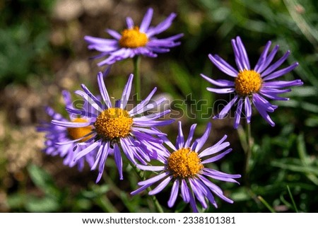 Val d'Isere, France - 20-07-2023: Flower named European Michaelmas Daisy or Aster amellus in the Parc de la Vanoise in the French Alps. Royalty-Free Stock Photo #2338101381