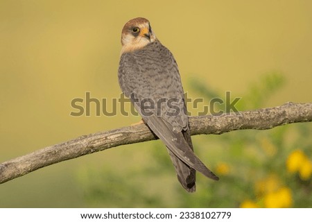 Red-footed falcon, western red-footed falcon - Falco vespertinus, male on yellow -green background. Photo from Kisújszállás in Hungary