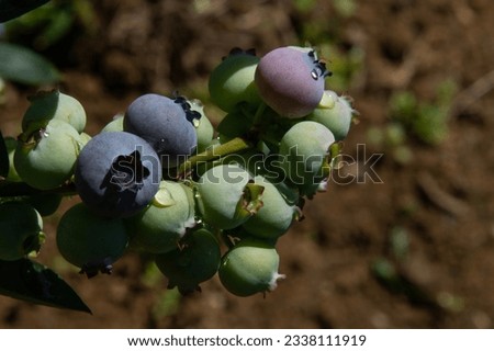 Cluster of ripe blueberries on a blueberry bush. Blueberry fruit.
Underripe blueberry.
Rize, Türkiye.