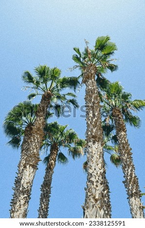 Summer under the palm trees.