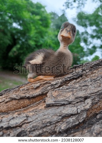 The picture of duckling sitting on a tree would make a great addition to any animal lover's collection. The duckling is so small and adorable, and the natural background adds a unique touch to the pic