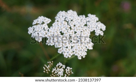 Yarrow, common yarrow (Achillea millefolium). Tiny white small flowers. Summer season