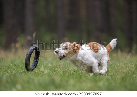 Dog breed Jack Russell Terrier in a red raincoat carries in his mouth a jumping ring toy in a green forest. Royalty-Free Stock Photo #2338137897