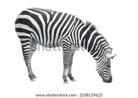 A Burchell's zebra (Equus quagga) in grazing on a green meadow 
 Royalty-Free Stock Photo #2338139623