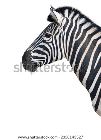 beautiful and clean zebra standing in profile isolated on white background Royalty-Free Stock Photo #2338143327