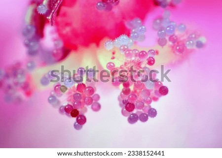Pink flower with pollen in various stages -macro photography.