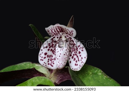 Terrestrial orchid or Paphiopedilum bellatulum (Rchb. f.) Stein are growing on limestone in deep forest in Myanmar.Distributed in Myanmar, Southern China, Laos, Vietnam and Northern Thailand.