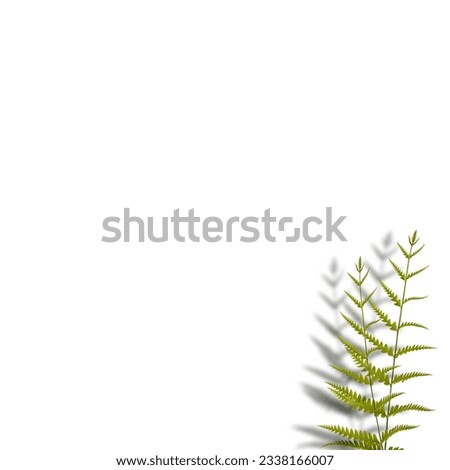 Green fern leaves against white background forming a beautiful background template design can be used in presentations as powerpoint templates.