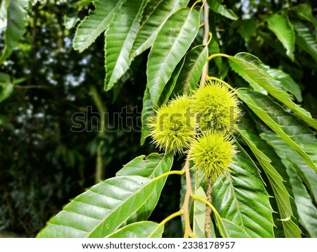 Closeup of sweet chestnut fruit on tree, active Castanea tree with dark green toothed leaves and light green spiny fruit - seeds.  Castanea sativa Royalty-Free Stock Photo #2338178957