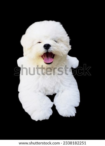 White terrier dog isolated on black background in studio