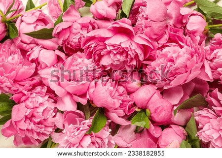 Pink peony flowers as background, closeup