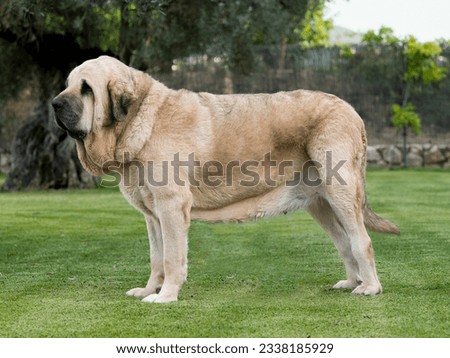 Spanish Mastiff pure bred dog adult yellow color standing on the grass Royalty-Free Stock Photo #2338185929