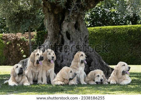 Group of seven Spanish Mastiffs purebred dog puppies lying on the grass Royalty-Free Stock Photo #2338186255