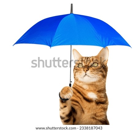 Red Bengal cat with a colorful umbrella on a white background.
