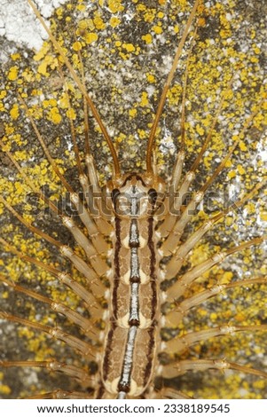 Top view of house centipede, Scutigera coleoptrata Royalty-Free Stock Photo #2338189545