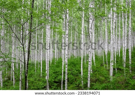 Cool birch forest in midsummer Royalty-Free Stock Photo #2338194071