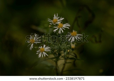 Americn Asters blooming along the trail