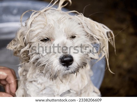 a photography of a wet dog being held in a bucket, dog getting washed in a bucket with a person's hand.