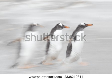 Gentoo penguin abstracted, by surf and blowing sand; Gentoo penguin framed, by de-focused penguin; Motion-blur, three gentoo penguins; Pair of gentoo penguins, with green wave; Falkland Islands
