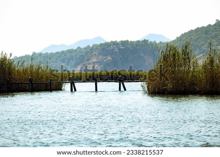 Reeds and wetland landscape in Muğla Dalyan river. Natural, greenery environment. Horizontal photo. 