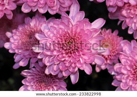 purple Chrysanthemum