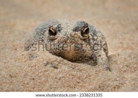 The Desert Rain Frog, Web-footed Rain Frog, or Boulenger's Short-headed Frog (Breviceps macrops) is a species of frog in the family Brevicipitidae. It is found in Namibia and South Africa. Royalty-Free Stock Photo #2338231335