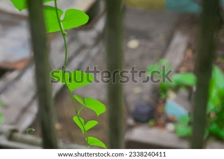 A green vine climber drooping outside the window during monsoon, India.