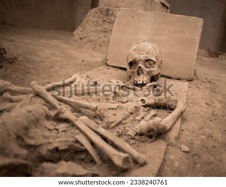 human skeleton and skull found by archeological excavation in Viminacium, Serbia. human skeleton in close-up Royalty-Free Stock Photo #2338240761