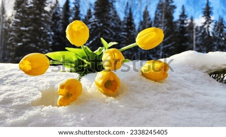 Bouquet of beautiful yellow tulips on snow on cold sunny day. Concept of opposite. Winter and flowers. International Women's Day March 8, Mother's Day, Valentine's Day. Card, background, copy space