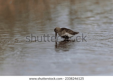 
Dunlin Calidris alpina walking on a sandy beach on low tide in Brittany in France

