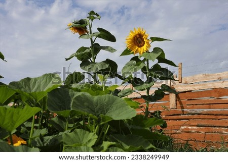 big sunflowers in the summer garden