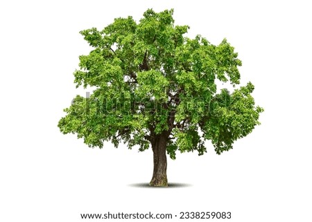 Vibrant foliage lone big tree isolated on white background. Evergreen wild trunk for design. Tropical colorful exotic lush plant. Tree green leaf garden decor. Forest wood in summer season Royalty-Free Stock Photo #2338259083