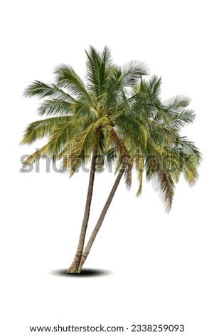 Vibrant foliage two big tree Coconut isolated on white background. Evergreen palm tree for design. Tropical colorful exotic lush plant. Green leaf garden decor. Forest wood summer beach season