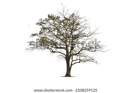 Dry branch of big dead tree with cracked dark bark stem. Beautiful old tree isolated on white background. Single old and dead tree on nature. Alone wooden trunk forest in fall season change Royalty-Free Stock Photo #2338259125