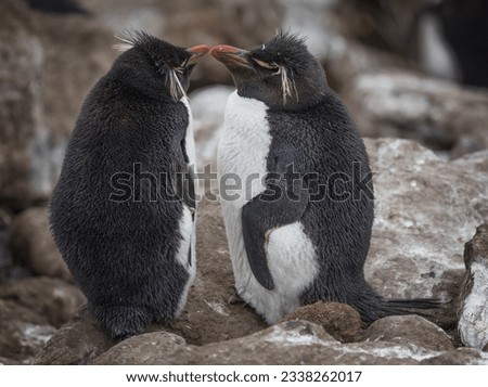 Amorous rockhoppers; Squawking rockhopper pair; West point Island, Falkland