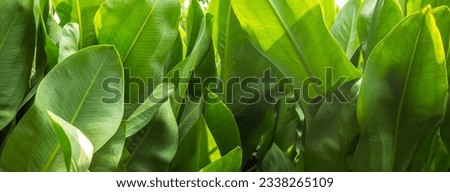 Close-up green leaves color and blurred greenery leaf in nature. Tropical foliage and overlapping leave an Abstract natural floral Background concept Royalty-Free Stock Photo #2338265109