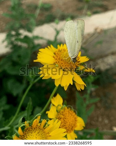 White butterfly setting on the sunflower look beautiful in north Pakistan photography