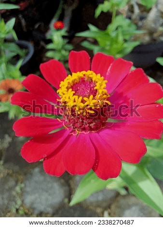 Zinnia is an exotic flower plant because the beauty of its colorful flower brings a special attraction to those who see it.Easy to grow from seed.Easy to care.Flower petal texture is similar to paper 