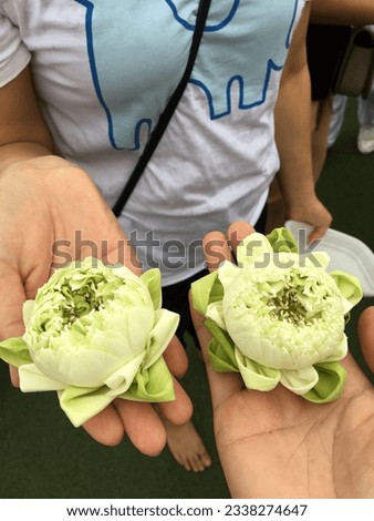 Lotus flower blessed worship Thailand hand give arm pair twins couple design travel Buddhist temple center temple ceremony beautiful plants tree green white sweet closeup broom blossoms layer leaf 