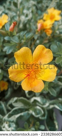 Beautiful yellow rose moss plant from South America.
