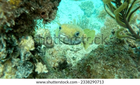A puffer fish, or blow fish in the Caribbean sea off the coast of Puerto Rico.