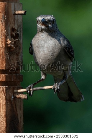 A Mockingbird on the wooden birdfeeder                               