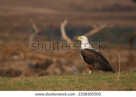 African fish eagle on cliff with river in background