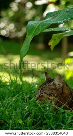 sleeping cat under a leaf