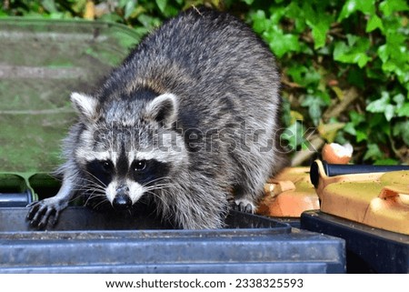 Bad news for the raccoon . the waste bin is empty Royalty-Free Stock Photo #2338325593