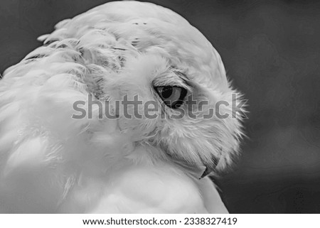 Black and white picture of Snowy owl
