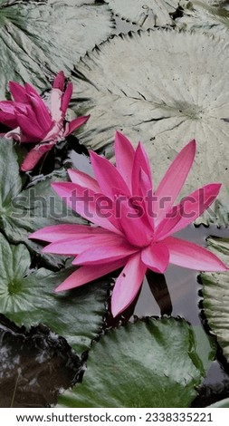 Nymphaea pubescens is an aquatic perennial herb plant in the Nymphaeaceae family. Its native range is from subtropical Asia to northeast Australia. Royalty-Free Stock Photo #2338335221
