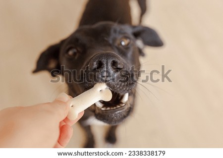 A beautiful black young dog or puppy gets a treat for the exercise. Portrait, close up. Dog training concept Royalty-Free Stock Photo #2338338179